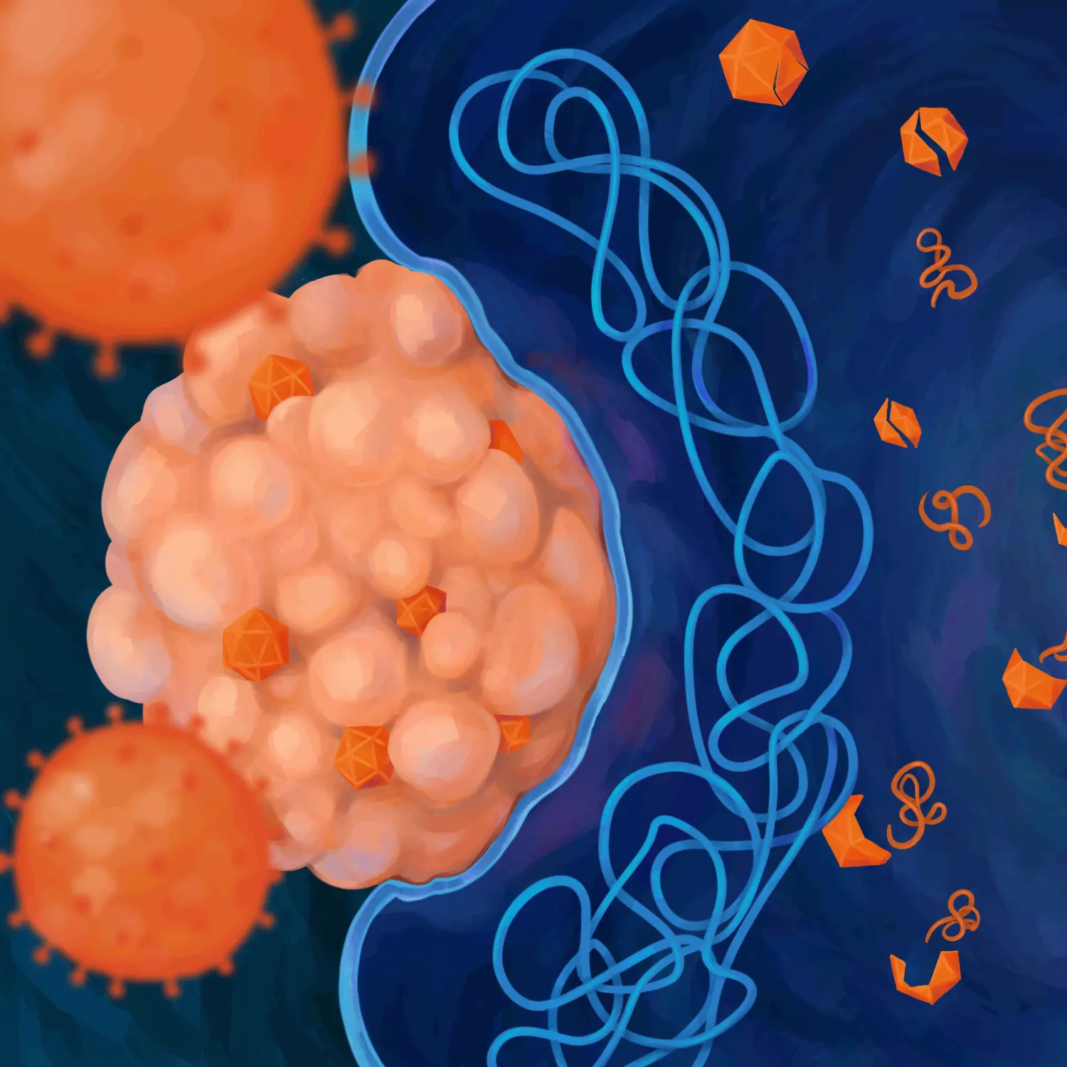 Human cytomegalovirus (HCMV)